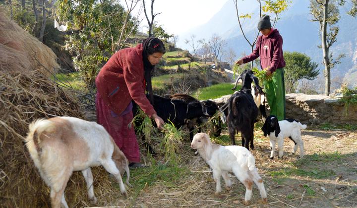 Shristi, 20, and her mother Sunita feed their goats