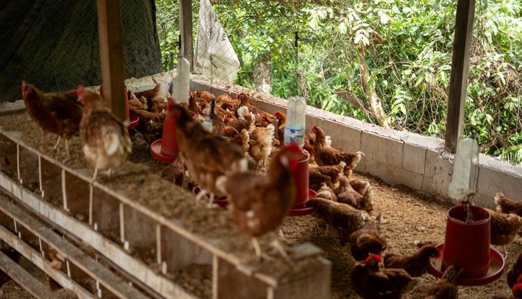 A flock of chickens in a shed