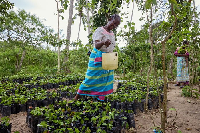 A woman is holding a water jug standing over a collection of mango seedlings in a field surrounded by larger trees.