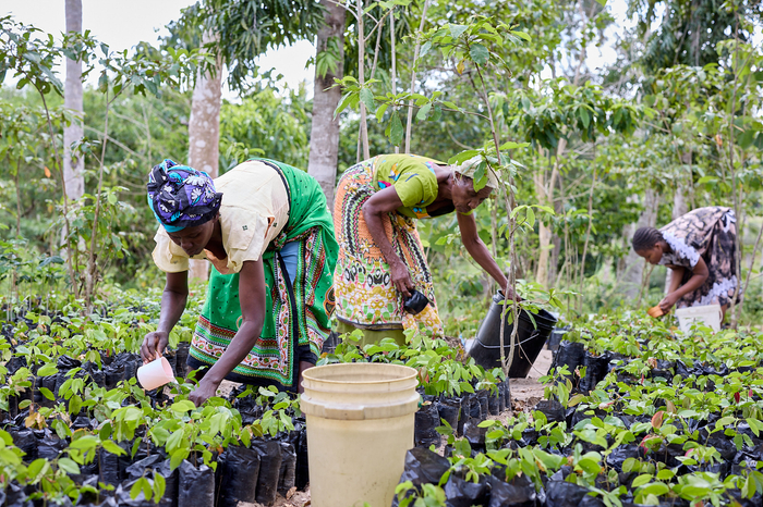 Three women are bent over watering small tree seedlings that are in black plastic bags.