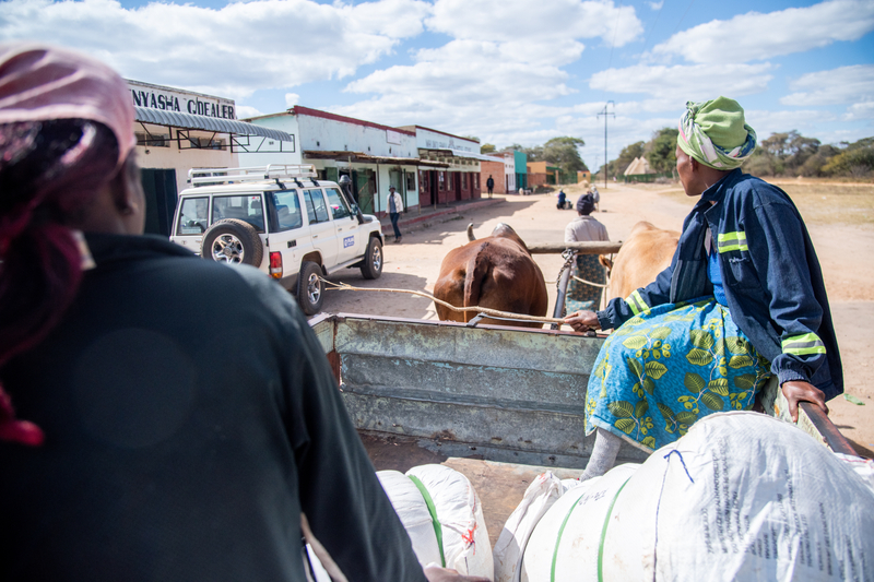 Two women on an ox-drawn cart carrying bundles of mosquito nets.