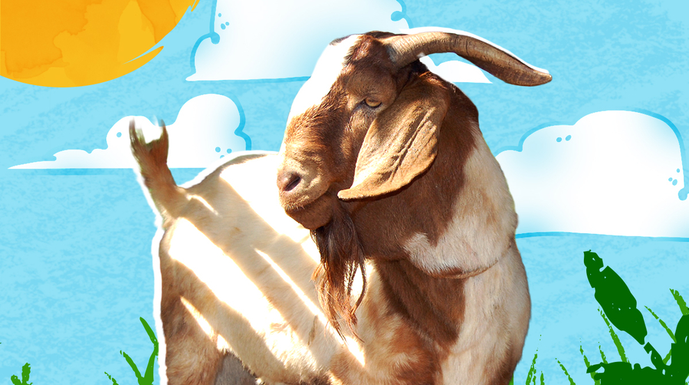 A brown-and-white goat stands inside a wooden pen, lit by sunlight, with rough timber posts and fencing around it.