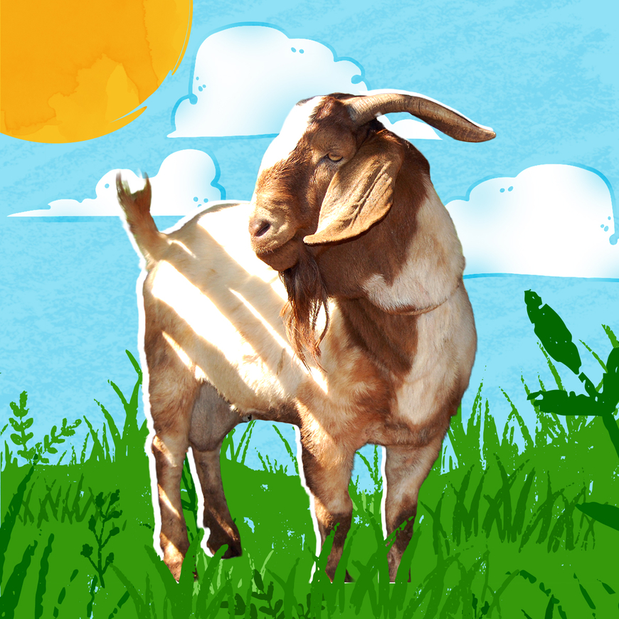 A brown-and-white goat stands inside a wooden pen, lit by sunlight, with rough timber posts and fencing around it.