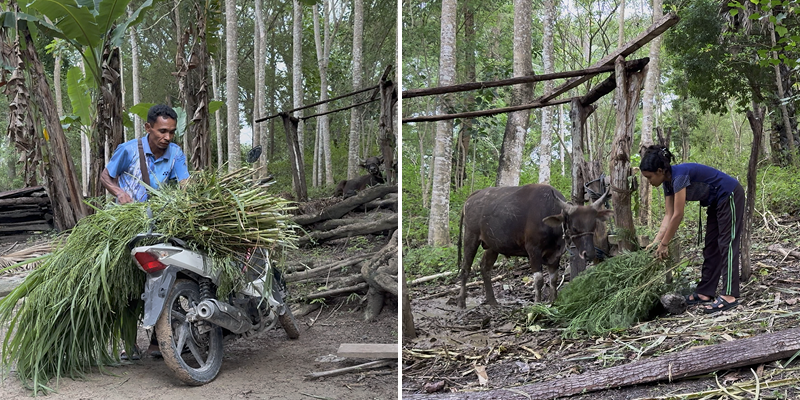 Collage of two scenes: one shows a man gathering and carrying bundles of animal fodder on a motorbike, and the other shows a teenage girl feeding the fodder to a buffalo in a wooded area.