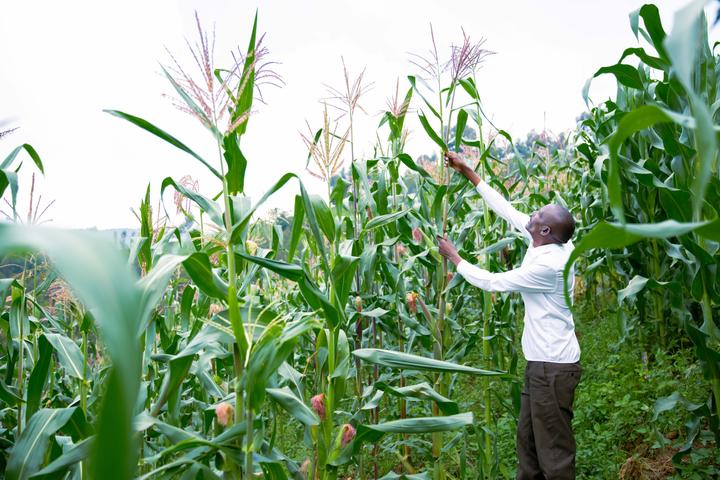 Remy tends to his maize crops in Karongi District