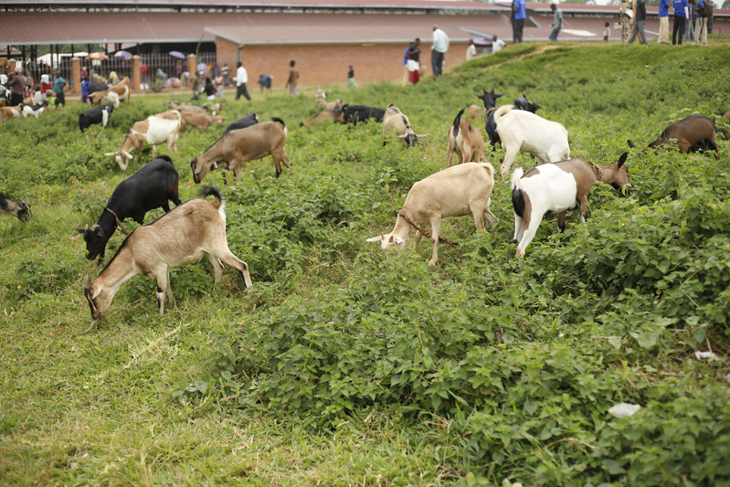 A herd of goats grazes on green vegetation along a hillside, with people and buildings visible in the background.